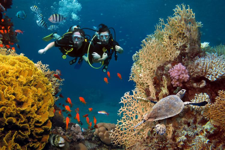 red-sea-diving